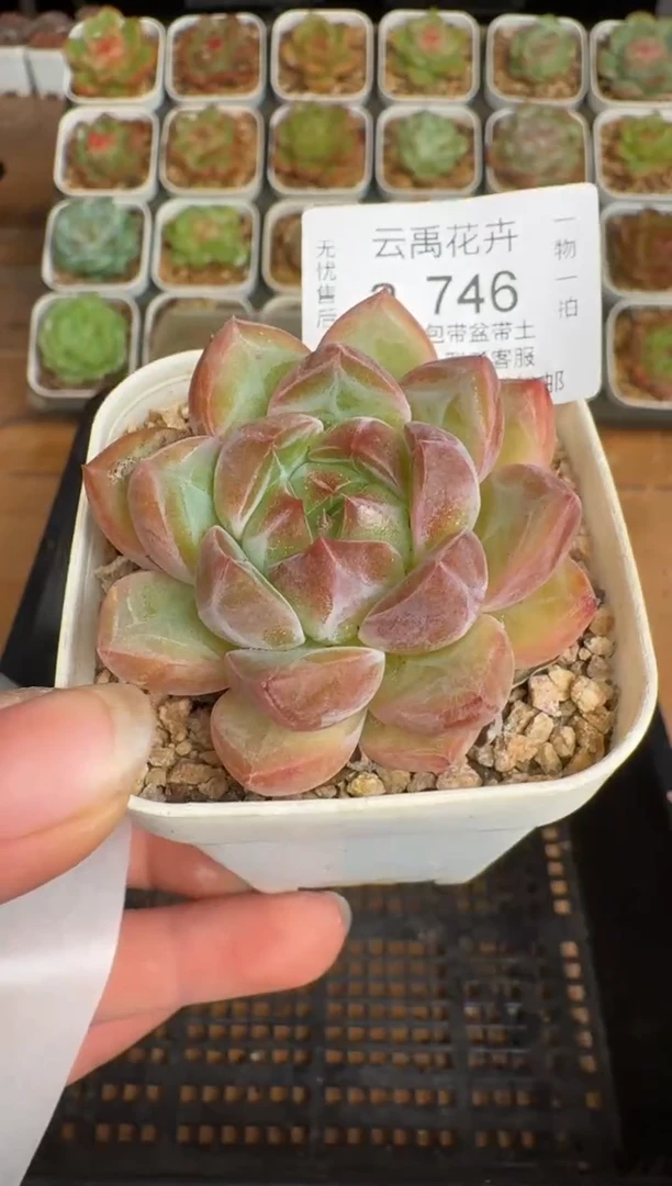 746a珍妮多肉(6.5cm杯）一物一拍 带盆土发