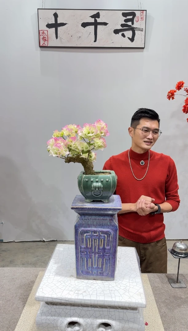 完全开放绿樱三角梅