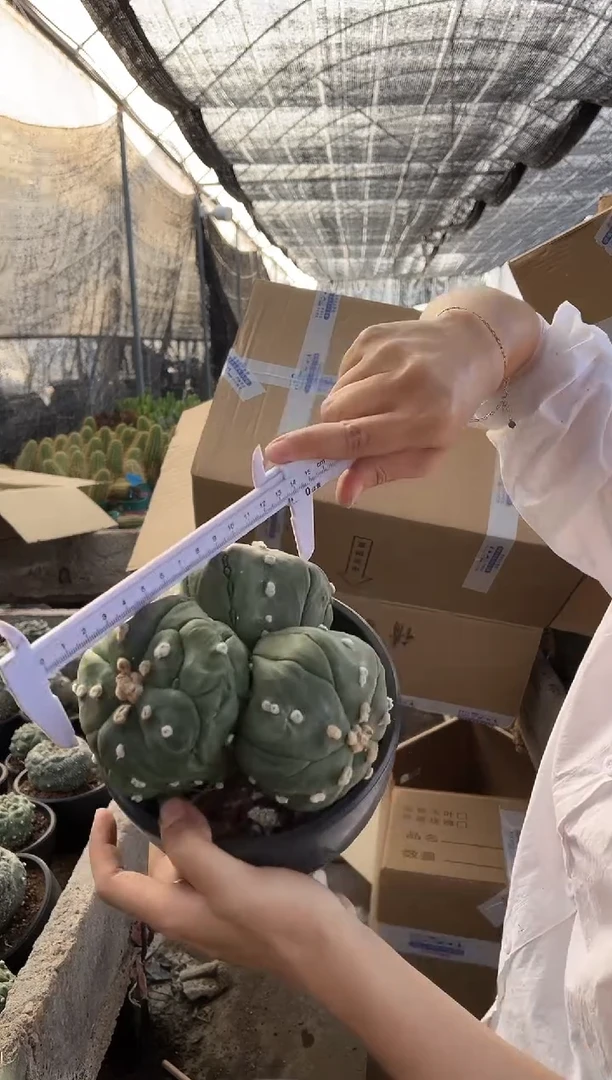 一物一拍9号兜