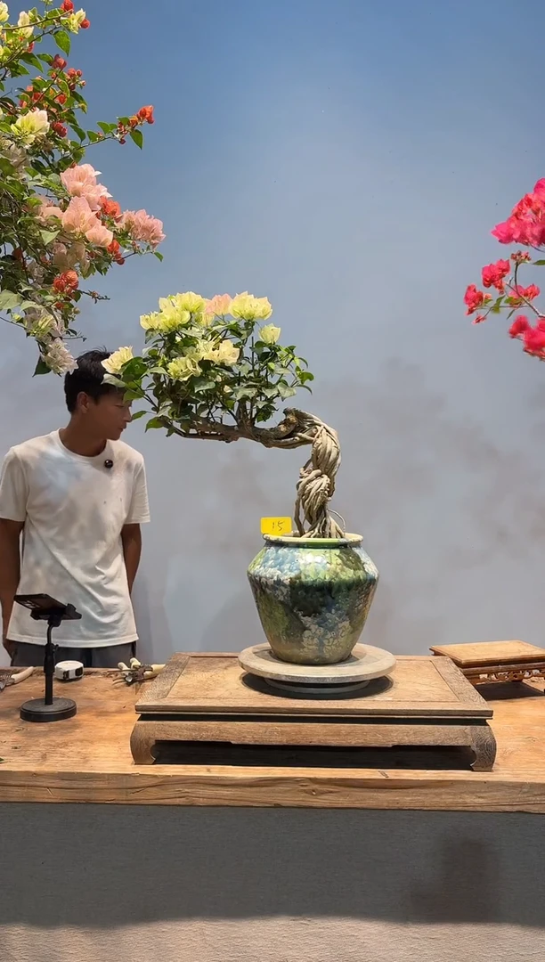 全部花朵咕**噜三角梅15