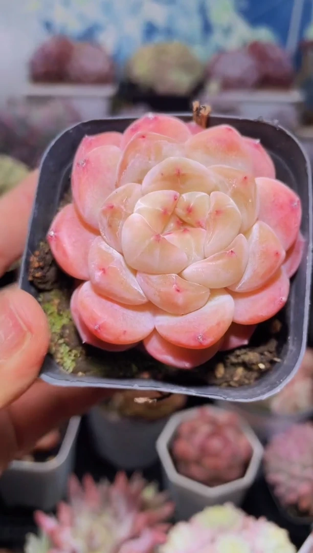 【闪购商品】339糖衣炮弹