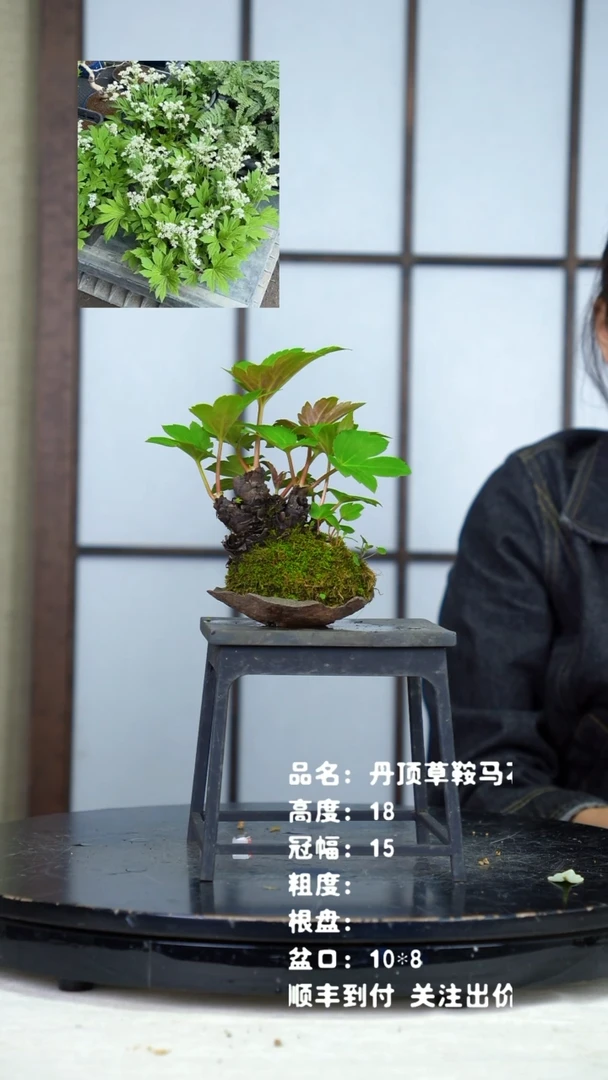 无花朵丹顶草鞍马石