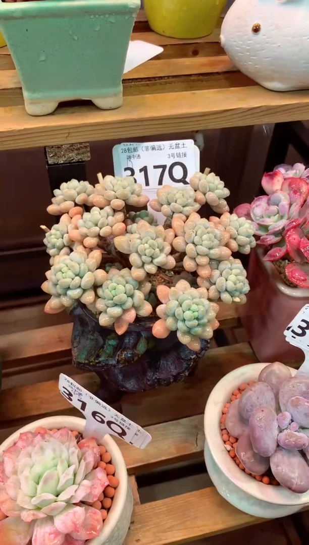 317Q（一物一拍，精品多肉，所见即所得 ）