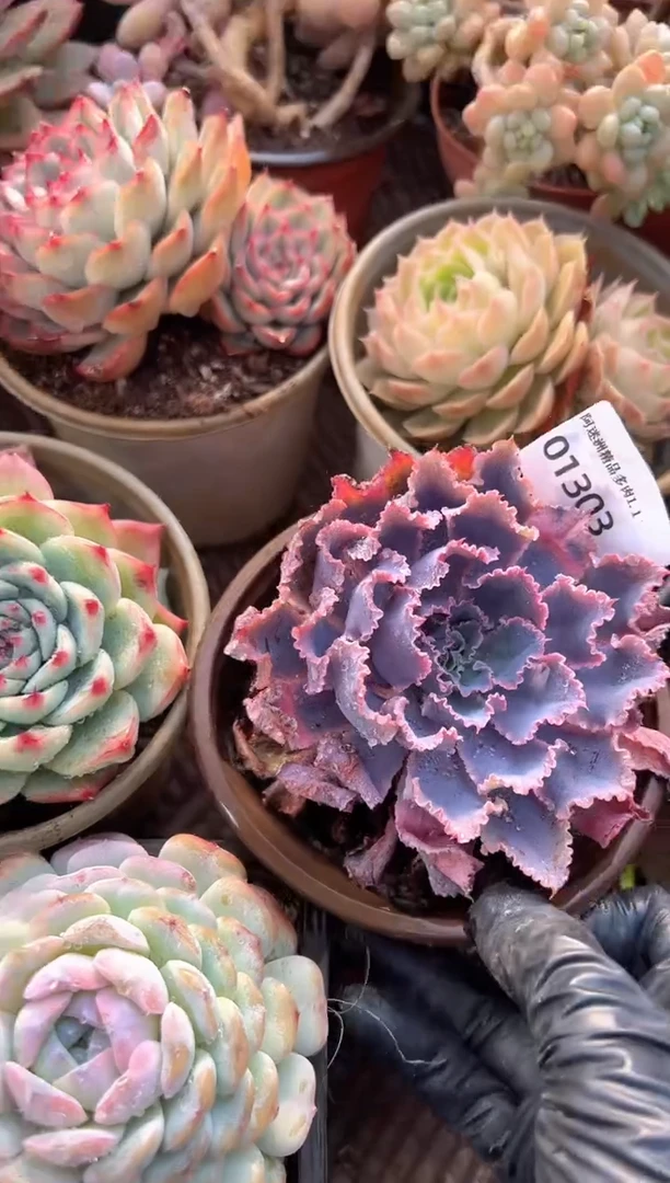 缘**生多肉植物一物一拍01303