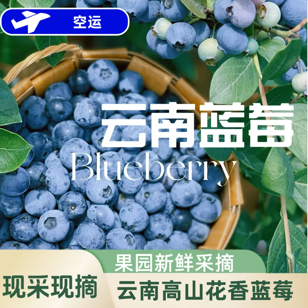 云南高山露天巨无霸蓝莓当季水果花果香现采摘蓝莓顺丰/邮政空运