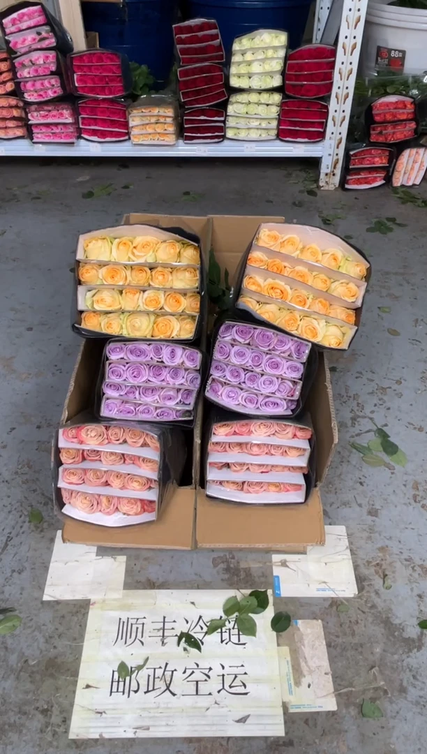 卡布1扎+海洋之歌1扎+香槟1扎