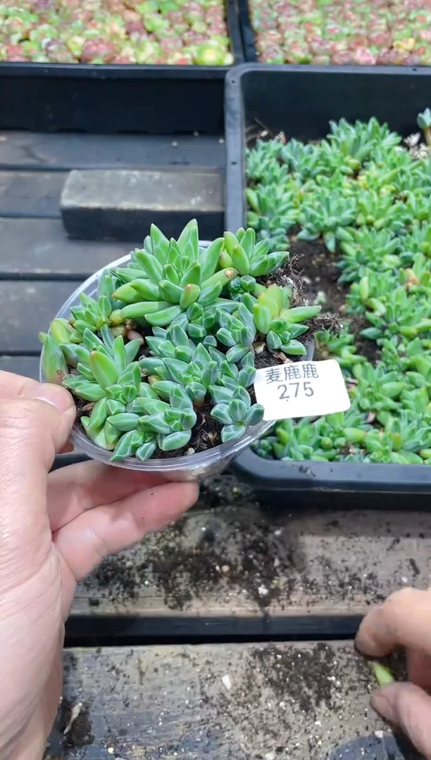275乌拉克拉      量拍