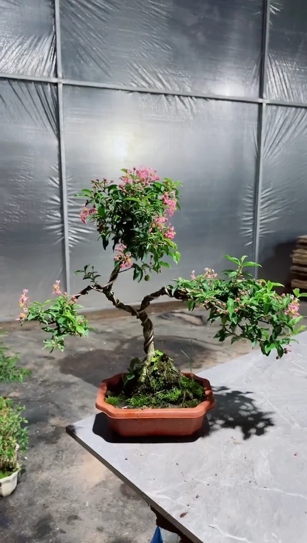 大部分花苞少量开放造型李氏樱桃