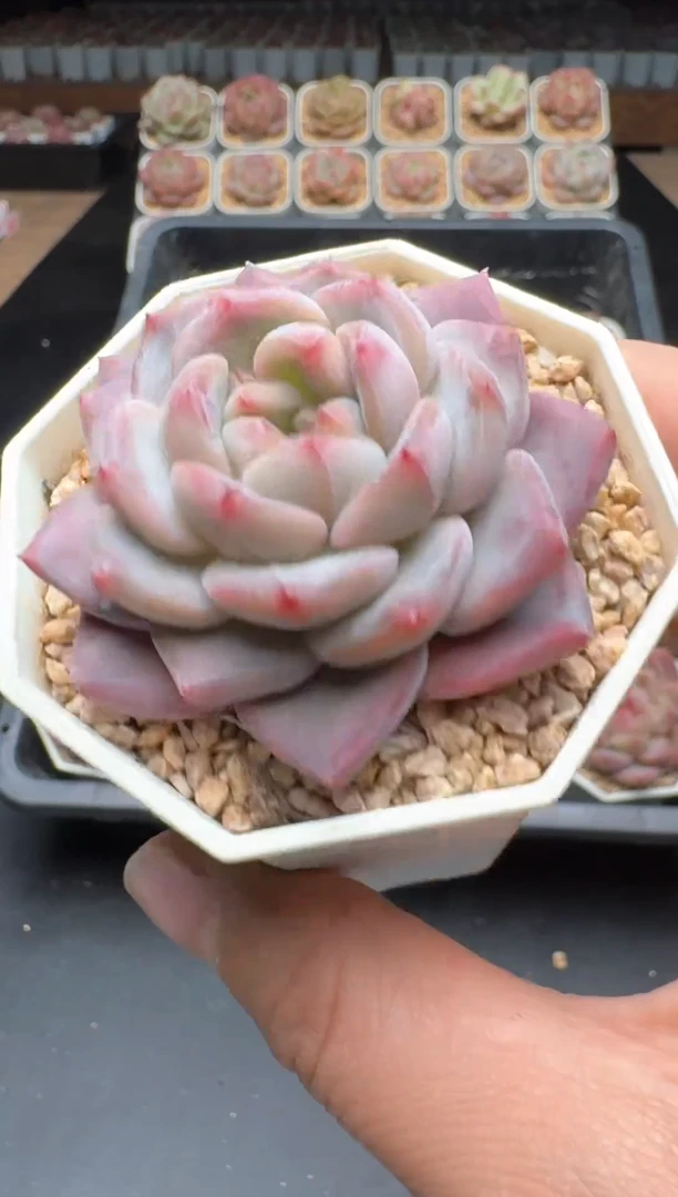 【闪购商品】044A号一物一拍多肉花卉植物拍3颗起发
