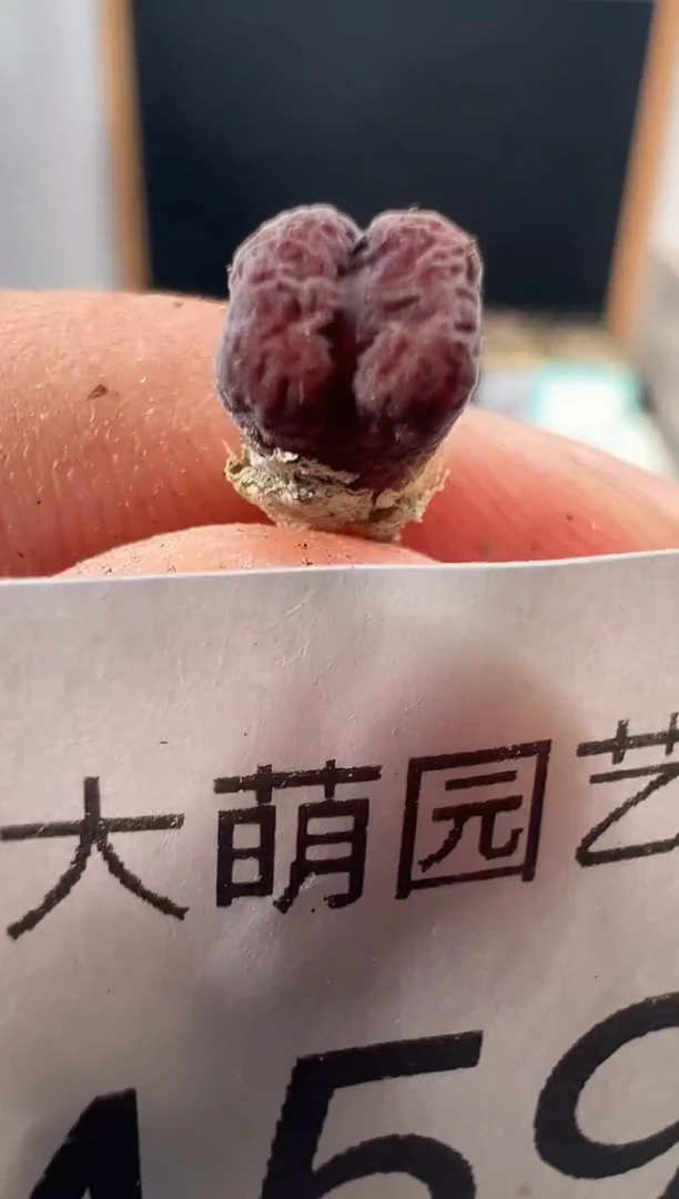 一物一拍                459