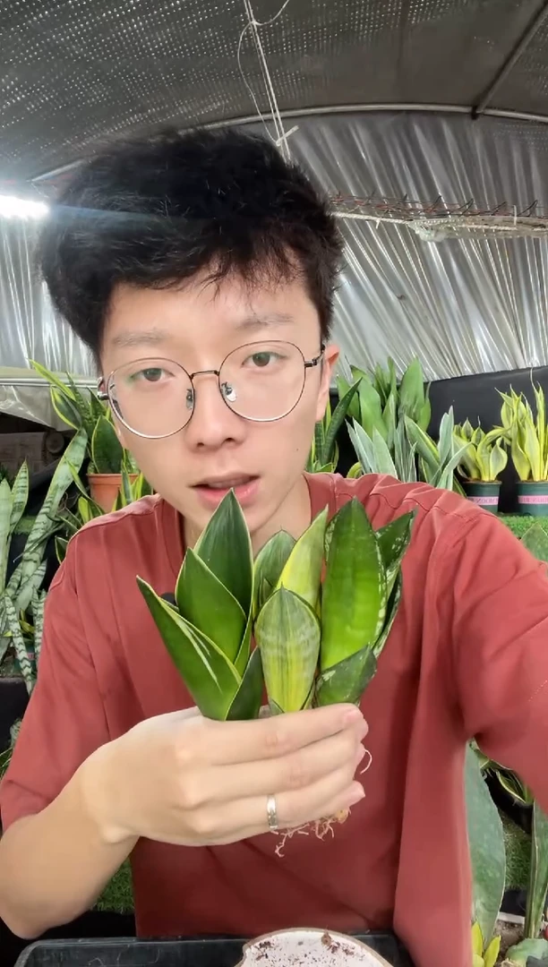 金丝兰+黑荷花+迷你星空(裸根)9.9