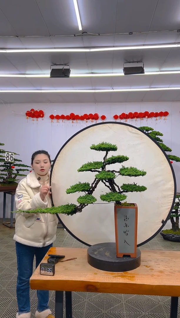 【闪购商品】盆景1