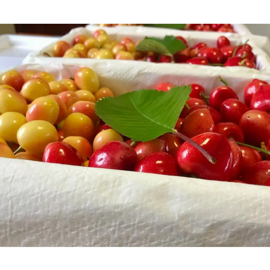 Y【黄/深红果双拼】大连陆地樱桃大果（美早/美国红）J组合3-5斤装J产地发货（顺丰次日达）大连美早/美国红