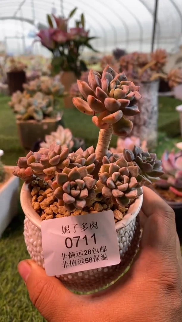 0711aa（满28包邮发货）