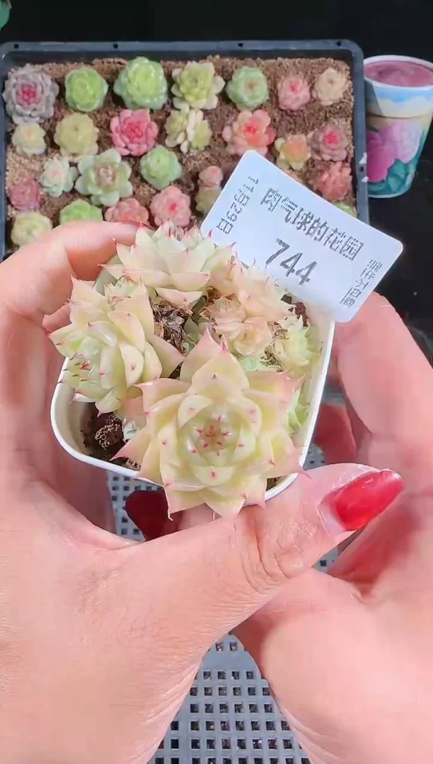 多肉1129-744（群生不包整）