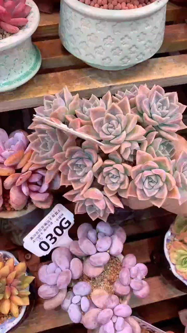 031G（一物一拍实付满28发货，默认不带盆土）