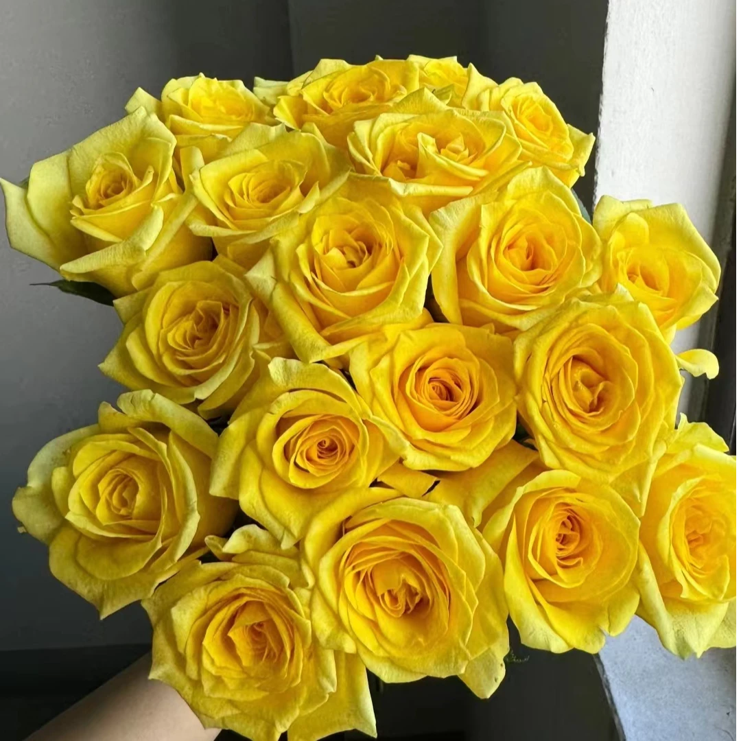 【金枝玉叶】玫瑰家庭客厅办公室水养鲜切花花束送爱人云南顺丰包邮