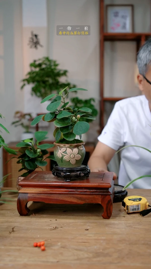 不开花植物柿***意菩提186