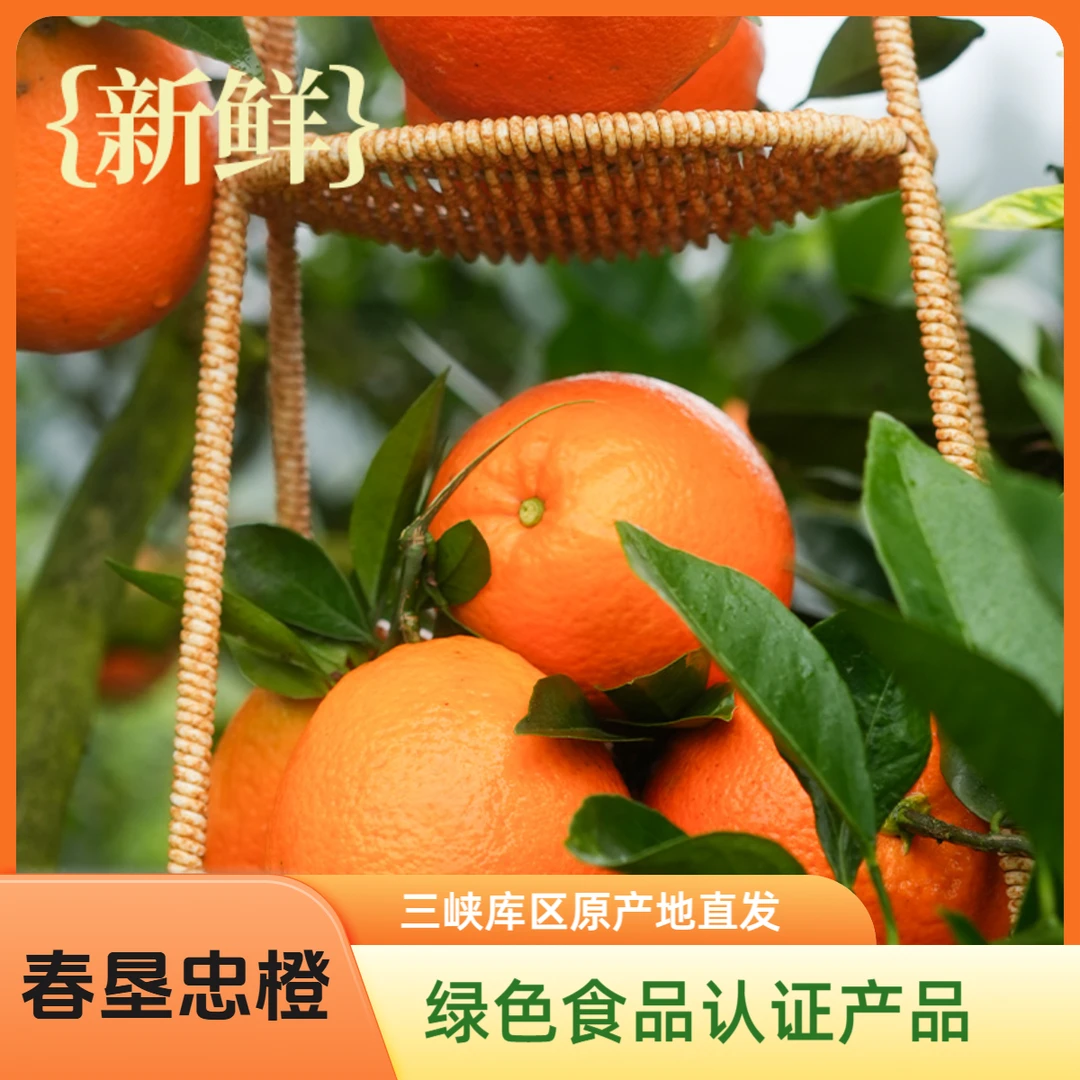春垦忠橙纽荷尔脐橙2025年新鲜水果果园现摘爆甜多汁橙香四溢解渴