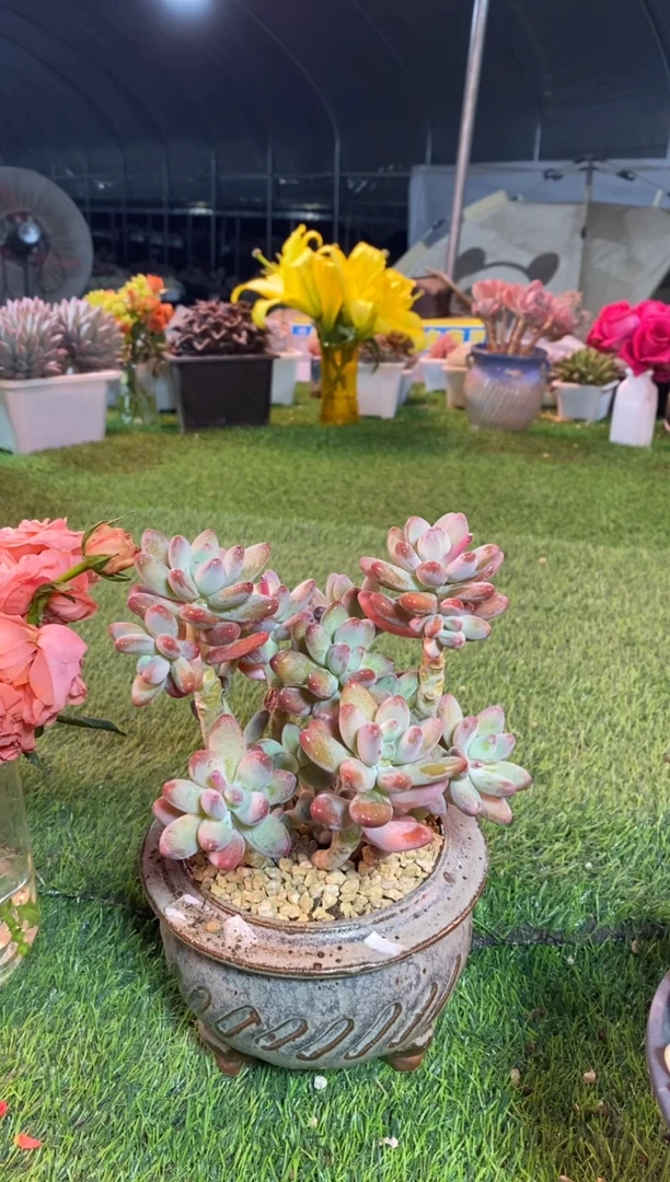 【闪购商品】0333a