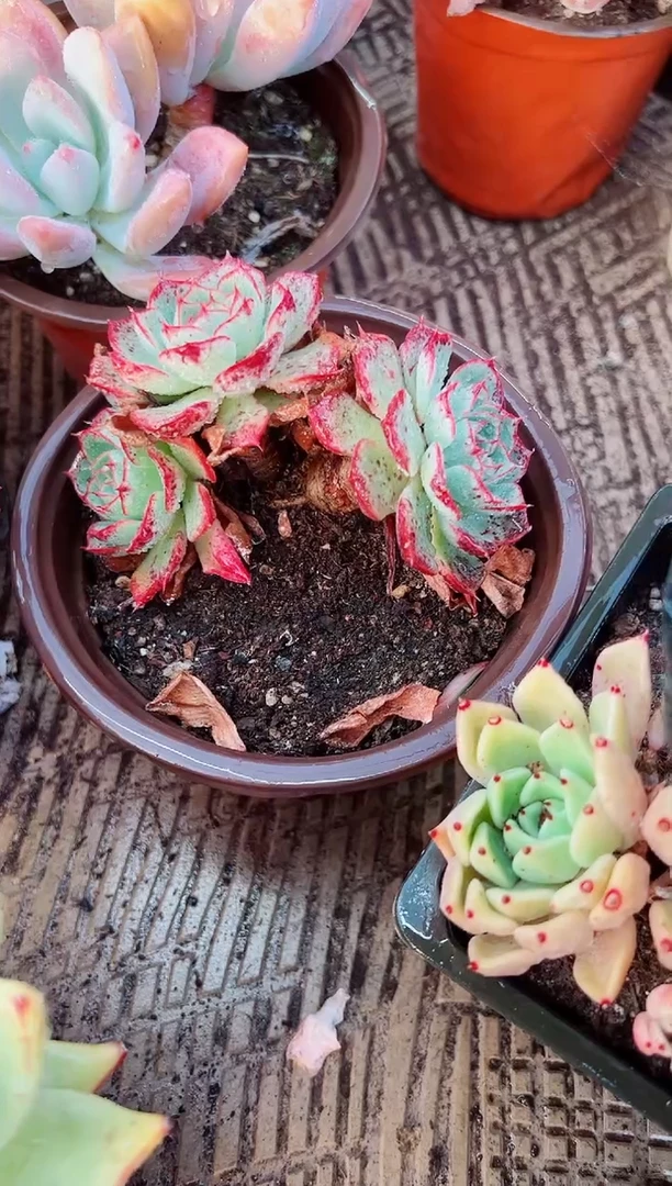 鬼**花多肉植物一物一拍17217