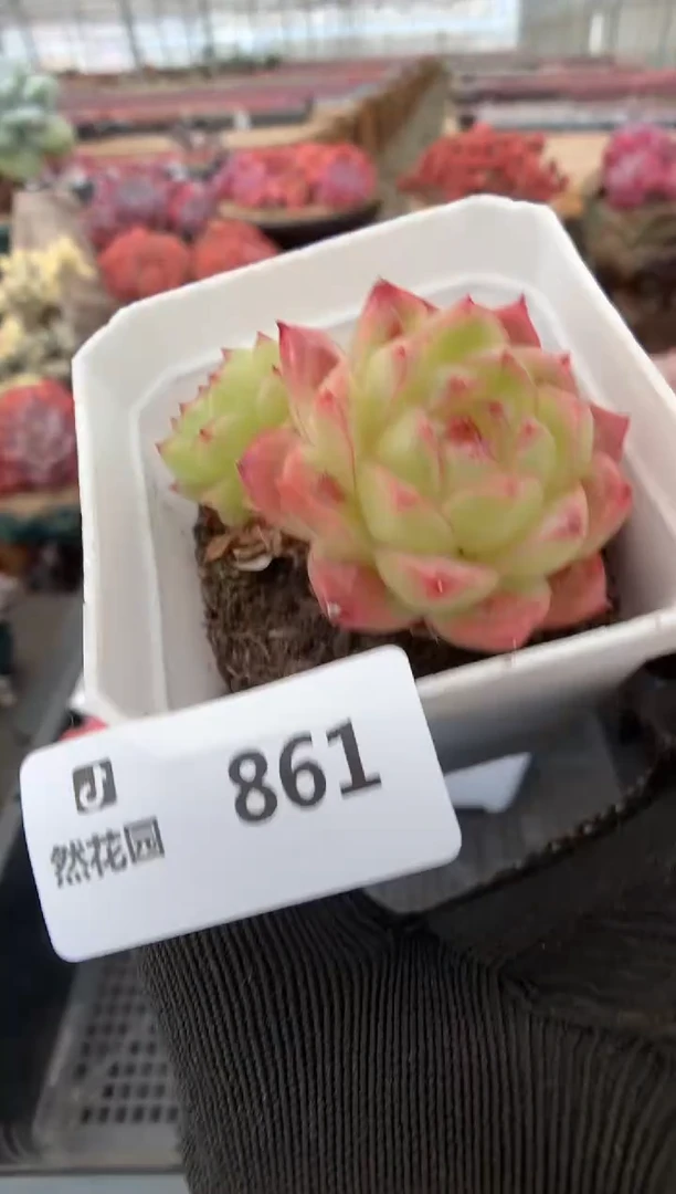 861珍妮麦秆一物一拍不包整