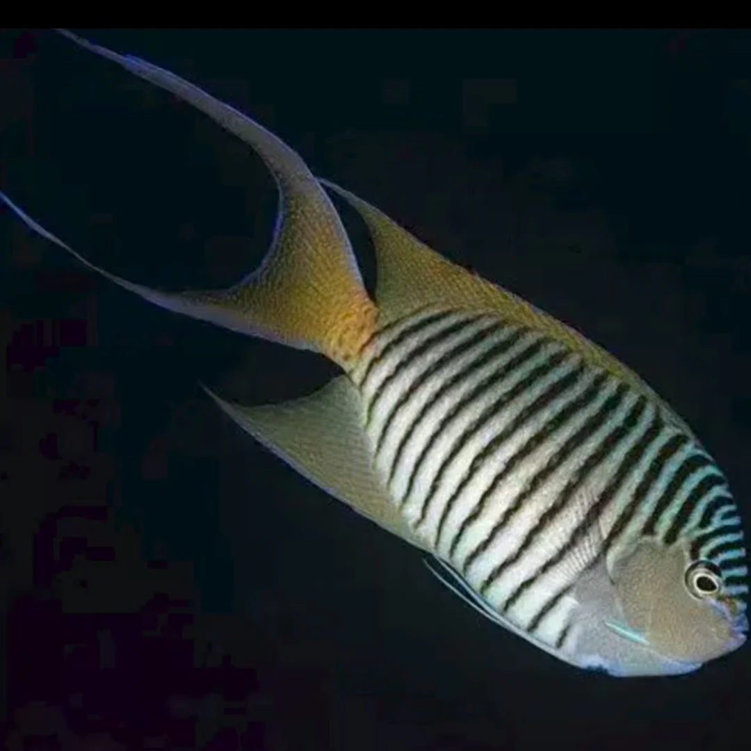 海水观赏鱼斑马仙