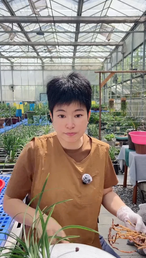 当前无花朵，栽培后可花朵同**在宋梅，，，同爱同在