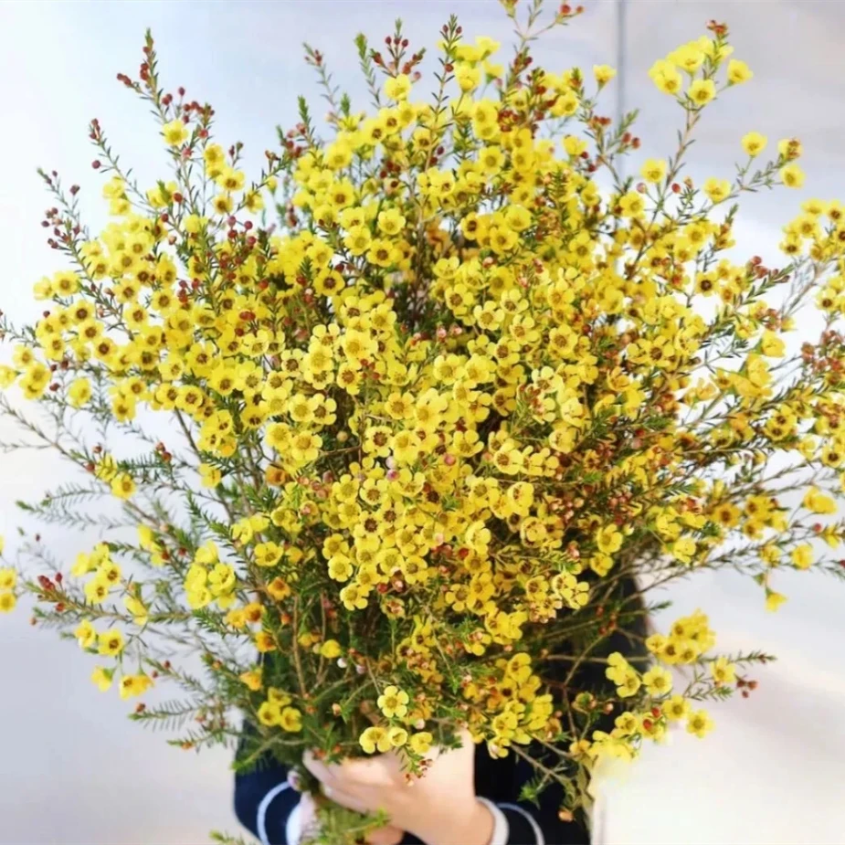 花满忆【黄色腊梅】1把迎新春冬日黄色腊梅任意满两单顺丰包邮三单送花瓶今天拍明天到次日达