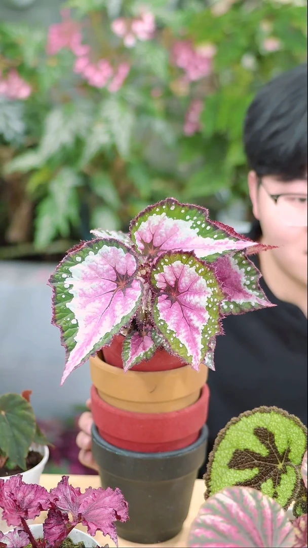 完全开放只此青绿