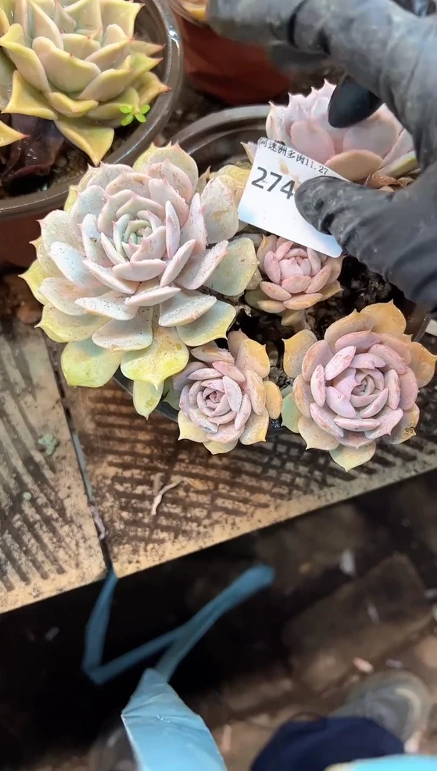 摩*多肉植物一物一拍27445