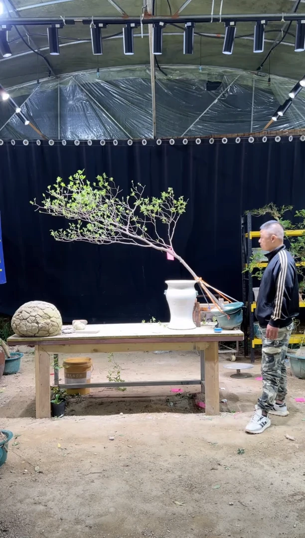 完全开放玲*海岛栀子花