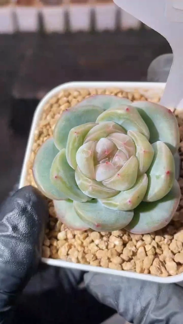 10-24 鸥蓝3-4厘米 量拍发一颗