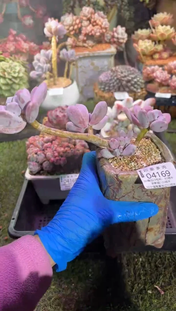 【闪购商品】04169