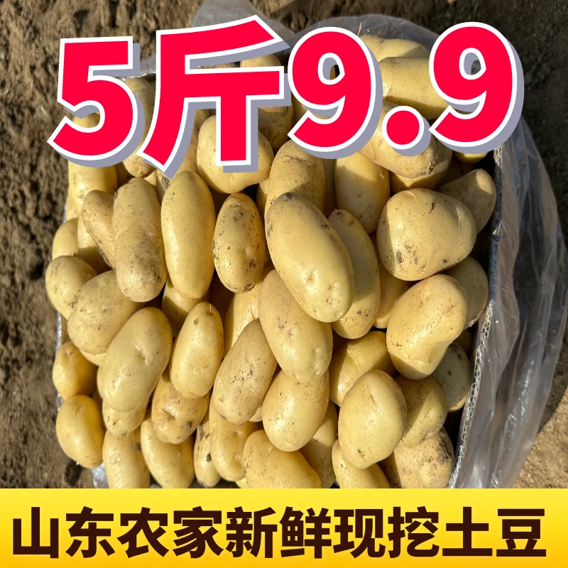 农家新鲜土豆山东滕州马铃薯现挖新黄皮土豆批发生鲜蔬菜5斤