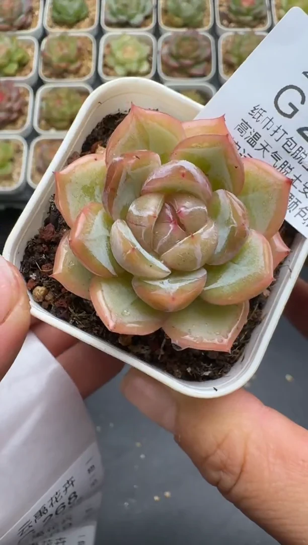 267G云禹多肉植物 脱土纸巾打包 3颗包邮