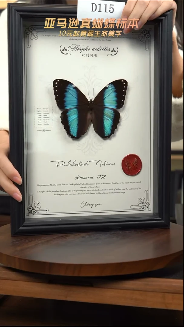 蝴蝶标本摆件竞拍d115