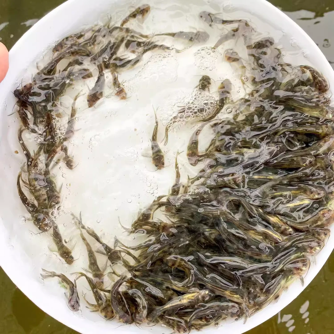 黄骨鱼黄辣丁鱼淡水观赏鱼鲜活发货