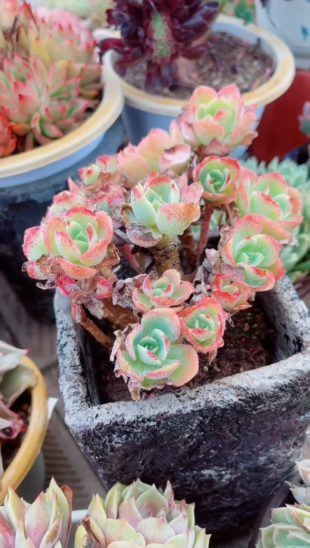 16212多肉植物一物一拍