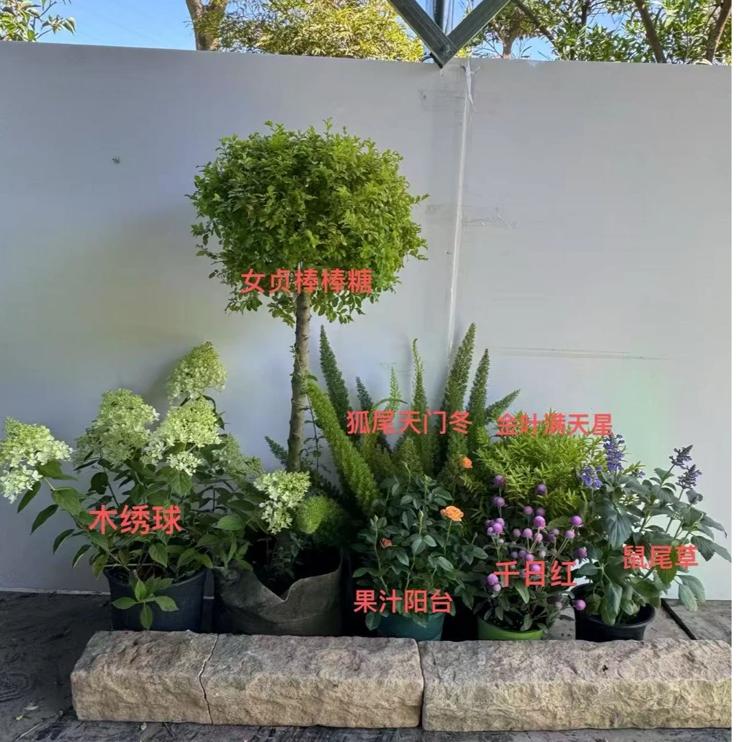 花境组合盆栽苗低维护好打理适合花园庭院阳台种植