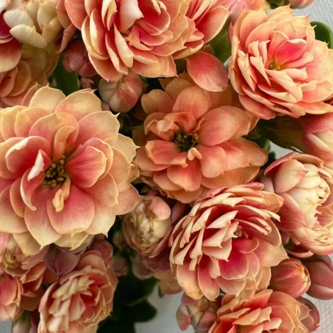 【李先生家】太妃糖~长寿带花带花苞发货