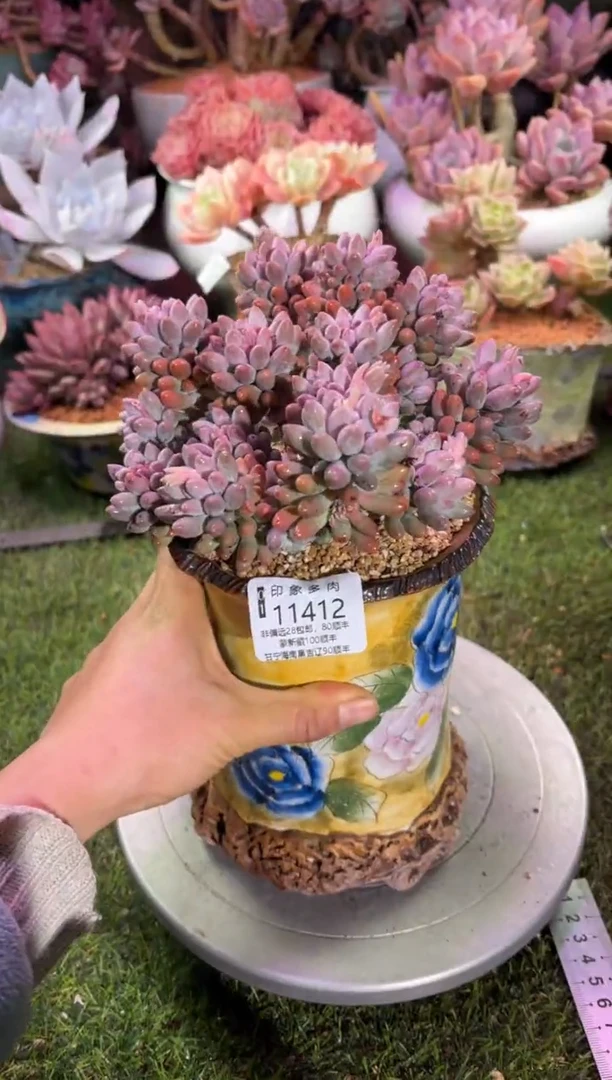 【闪购商品】11412