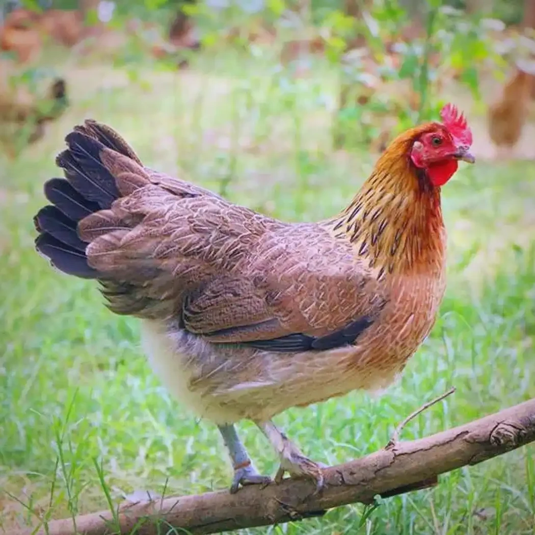 7只装土鸡一斤左右发货林间散养鸡发货肉质鲜美麻鸡恒温发货 包冰率不含冰