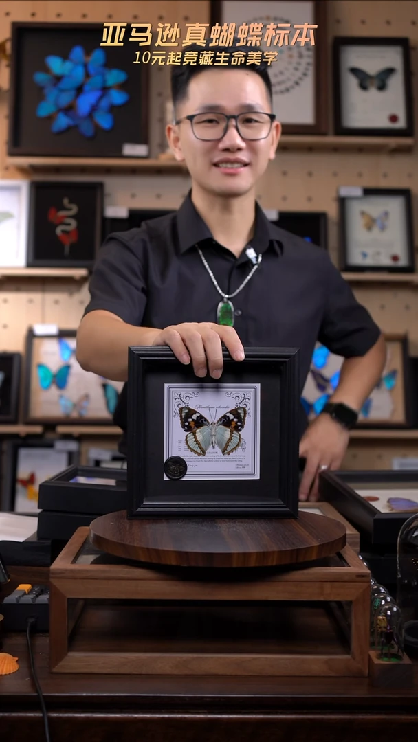 白斑迷蛱蝶反面7寸欧式方框