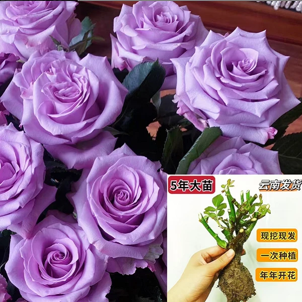 海洋之歌  玫瑰花盆栽阳台庭院特大花浓香四季花卉带花苞