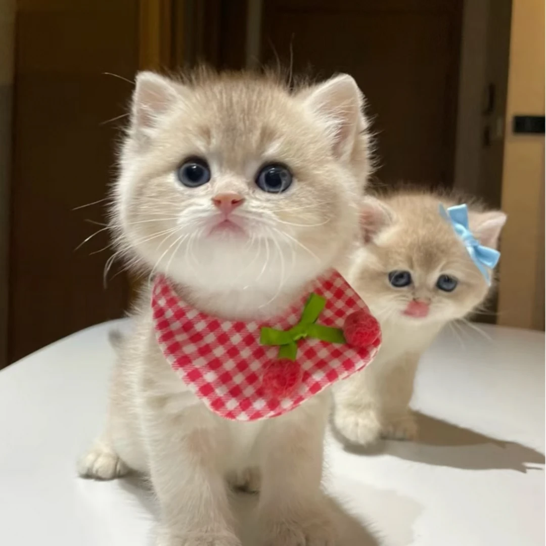 猫咪活体金渐层布偶