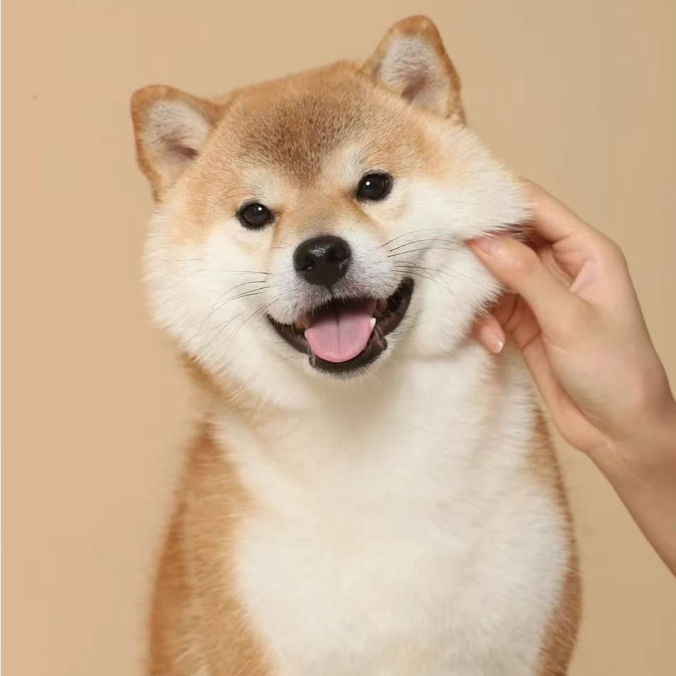 【柴旺莊犬舍】T狗狗活体