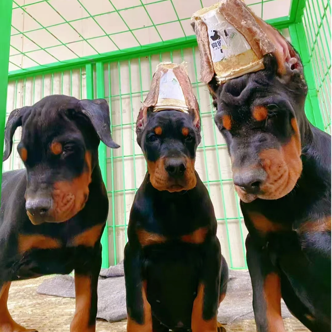 牛牛杜宾宠物狗快乐小狗高级宠物伴侣犬大型犬宠物看家护院陪伴1