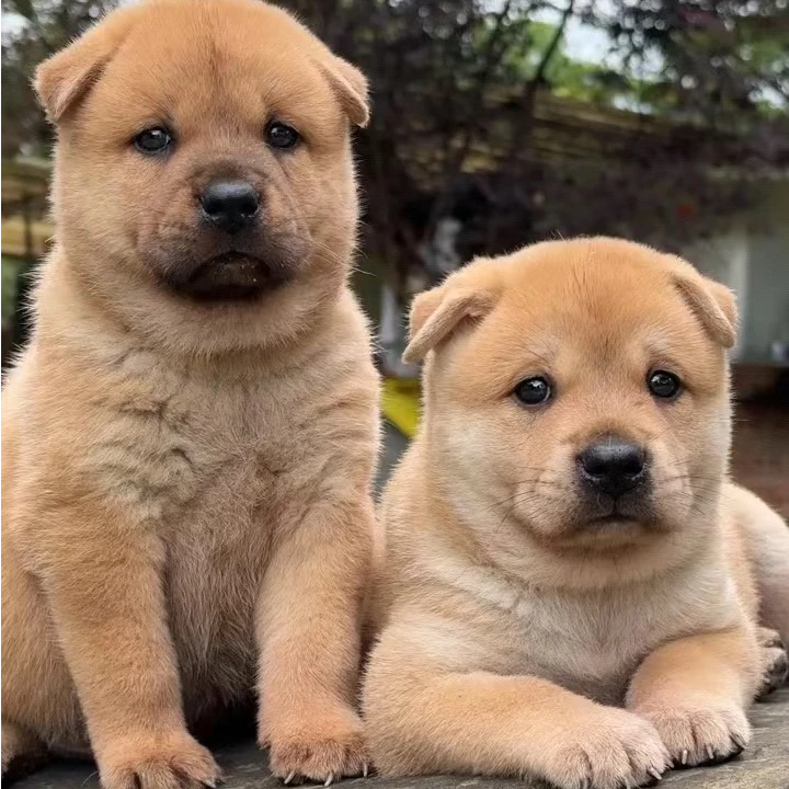 《诚丰宠物》田园犬链接