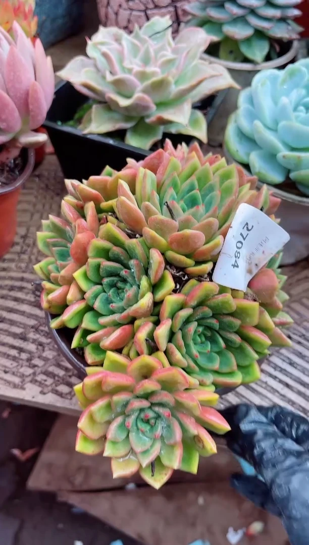 路***挽27084多肉植物一物一拍
